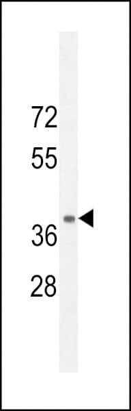 NPSR1 / NPSR / GPR154 Antibody (aa327-356)