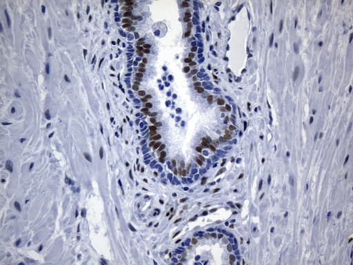 TLE1 / TLE 1 Antibody (aa180-460, clone UMAB253, Carrier-free)