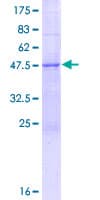 Human TEX30 / C13orf27 Protein (Recombinant GST)