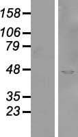 SYTL2 / SLP2 Protein (Over-Expression Lysate Myc-DDK (Flag))