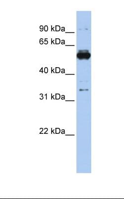 PHGDH Antibody (aa254-303)