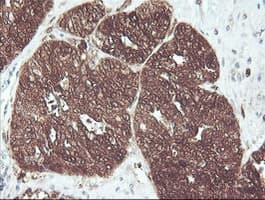 CNDP2 Antibody (clone OTI8A2, Carrier-free)