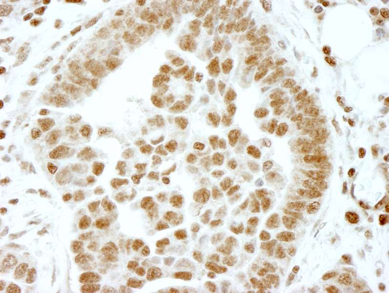 ERF / PE2 Antibody (aa498-548)