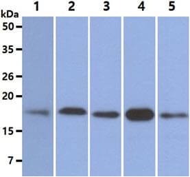 Monoclonal Mouse anti-Human NUDT1 / MTH1 Antibody (clone AT3B3, WB)