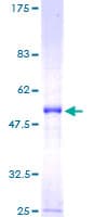Human PLBD1 Protein (Recombinant GST)