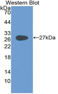 GP2 Antibody (aa307-512, Biotin)