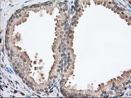 PFN1 / Profilin 1 Antibody (clone OTI2D2, Carrier-free)