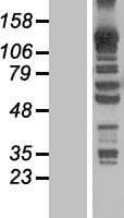 KANK4 Protein (Over-Expression Lysate Myc-DDK (Flag))