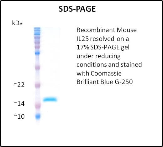 Mouse IL25 / IL17E Protein (Recombinant)