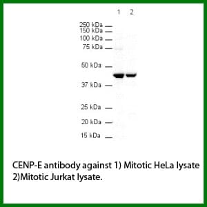 Monoclonal Mouse anti-Human CENPE Antibody (clone CENP-E.1H12, IF, WB)