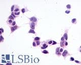 PathPlus™ GPR1 Antibody (C-Terminus)