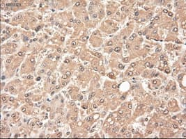 NTF3 / Neurotrophin 3 Antibody (clone OTI5C7)