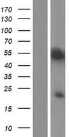 KAZN Protein (Over-Expression Lysate Myc-DDK (Flag))