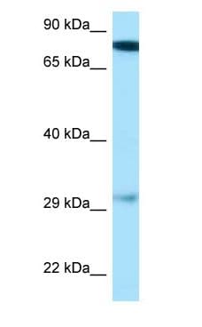GUCY1B3 Antibody (aa147-196)