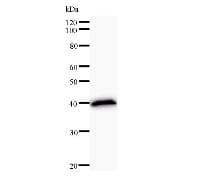 CENPC / CENP-C Antibody (clone 2159C5a)