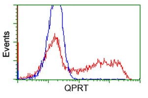 QPRT Antibody (clone OTI4B3)