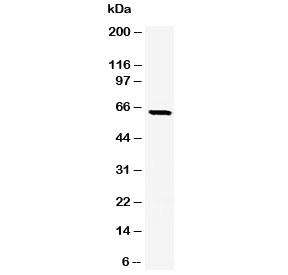 SOX9 Antibody (clone SRYB9-1, Ready-to-Use)