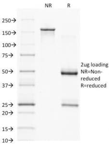 CD79A / CD79 Alpha Antibody (clone HM57, Azide-free, BSA-free)