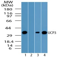 UCP3 Antibody (aa125-175)