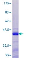 Human BATF3 Protein (Recombinant GST)