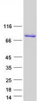 Human SYT3 / Synaptotagmin 3 Protein (Recombinant Myc-DDK (Flag))