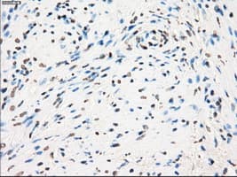 Monoclonal Mouse anti-Human GBP2 Antibody (clone OTI5E10, IHC, WB)
