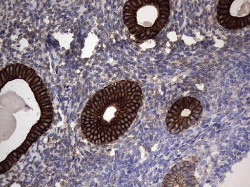 CCL19 / MIP3-Beta Antibody (aa22-98, clone OTI2A12, Carrier-free)