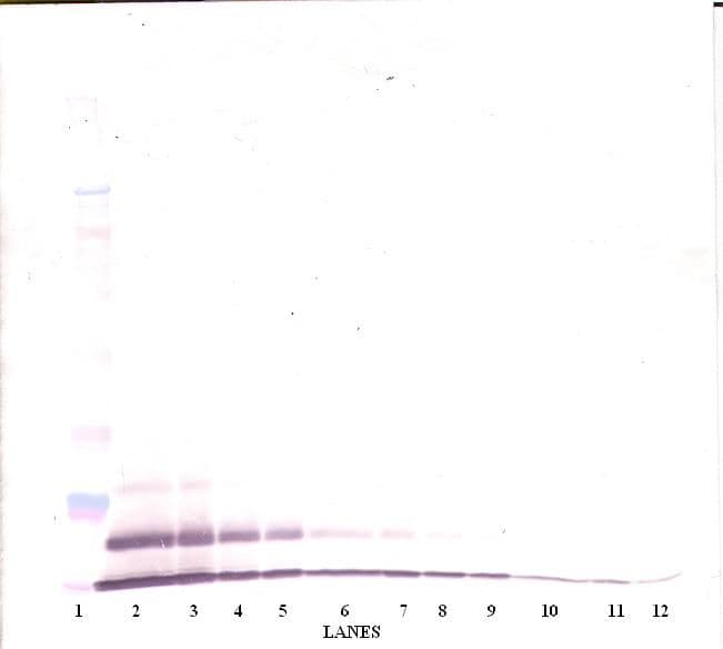 Polyclonal Rabbit anti-Human CXCL3 / GRO Gamma Antibody (WB)