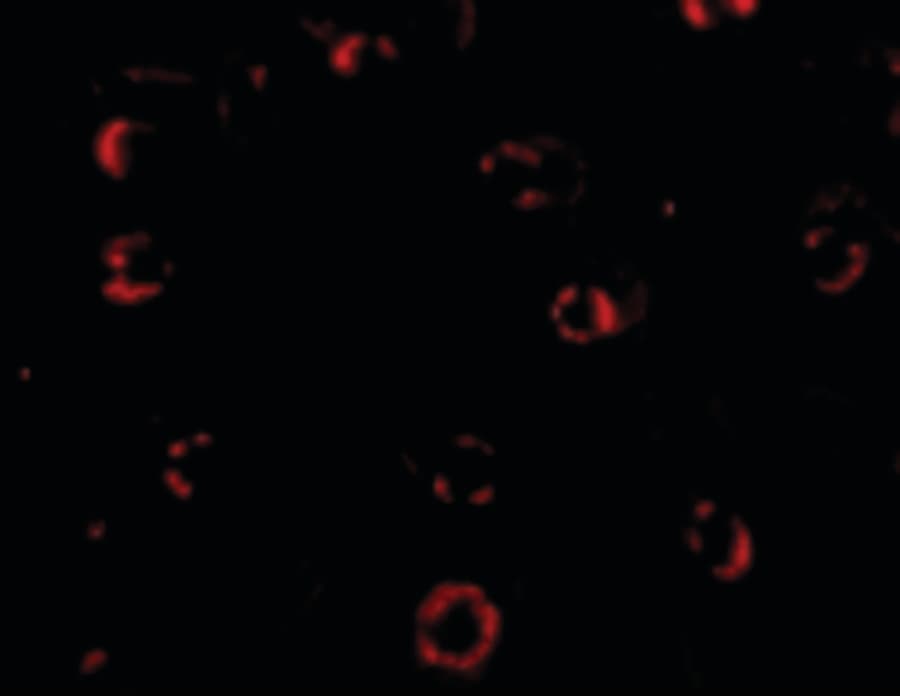 Polyclonal Rabbit anti-Human CXCR4 Antibody (IF, WB)