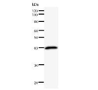 TPX2 Antibody (clone 3164C6a)
