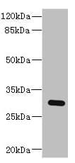 BPGM Antibody