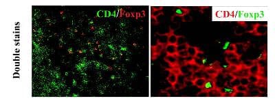 FOXP3 Antibody (C-Terminus, DY488)