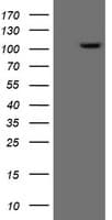 ERCC4 / XPF Antibody (clone OTI3H7)
