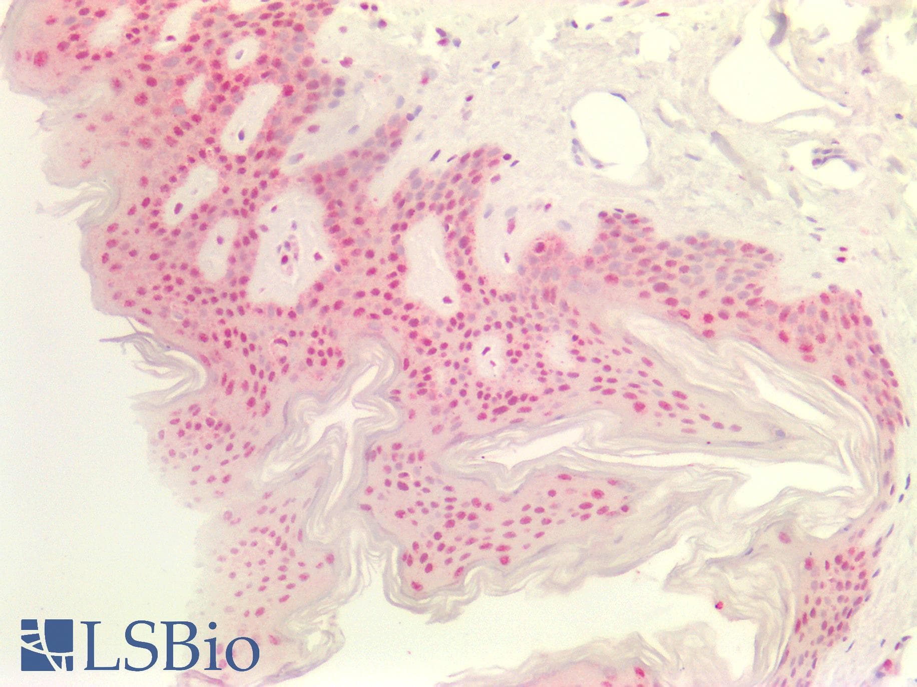PathPlus™ Polyclonal Rabbit anti-Human MAX Antibody (aa110-160, IHC, WB)