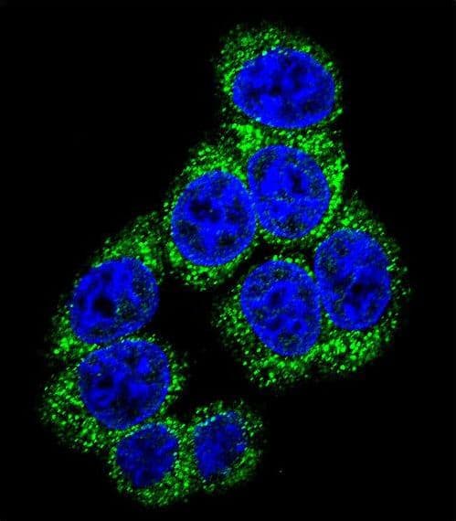 IHC-plus™ Delta3 / DLL3 Antibody (aa519-548)