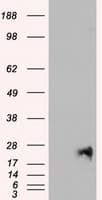 Monoclonal Mouse anti-Human NEUROG1 / NGN1 / Neurogenin 1 Antibody (clone OTI6C9, IF, WB)