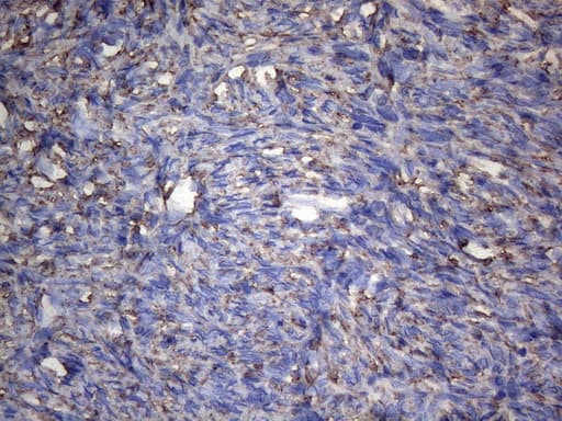 IRF3 Antibody (aa27-169, clone OTI4A1, Carrier-free)