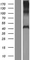 PHF7 Protein (Over-Expression Lysate Myc-DDK (Flag))