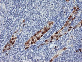 ERG Antibody (clone OTI6A4)