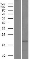 HMGN3 Protein (Over-Expression Lysate Myc-DDK (Flag))