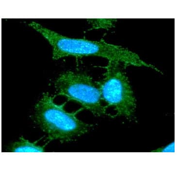 COX5A Antibody (clone AT7A6)