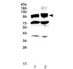 HCN2 Antibody
