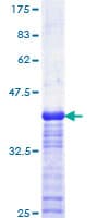 Human USF2 Protein (Recombinant GST, N-terminus)