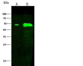 ANGPTL4 Antibody (Preservative Free)