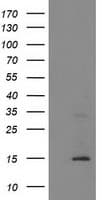 CHCHD5 Antibody (clone OTI6G5)