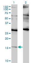 ID2 Antibody (clone 3C3)