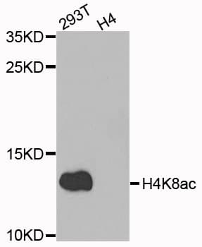Histone H4 Antibody