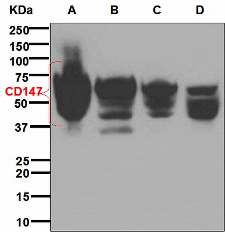 IHC-plus™ Basigin / Emmprin / CD147 Antibody (Internal, clone EPR4052)