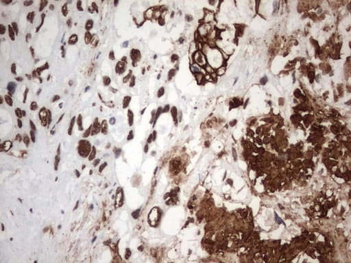 MLF1 Antibody (clone UMAB138, Carrier-free)
