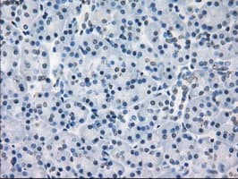 CD32A Antibody (clone OTI20D1)